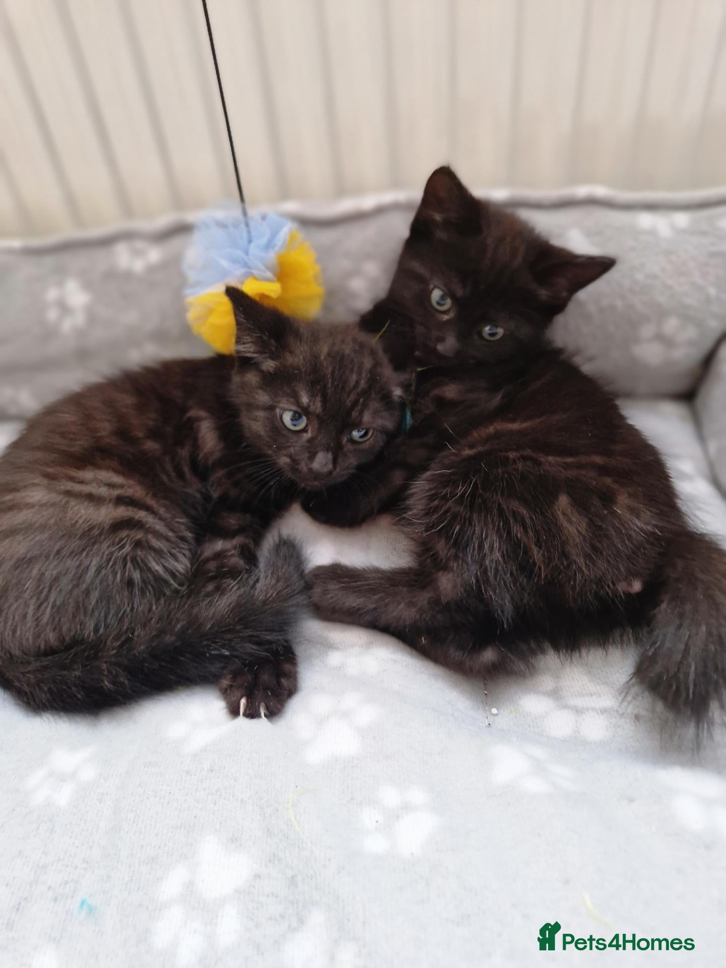 Mixed Breed cats Kittens - Advert 2