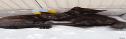 Mixed Breed cats for sale: Kittens - Advert 1