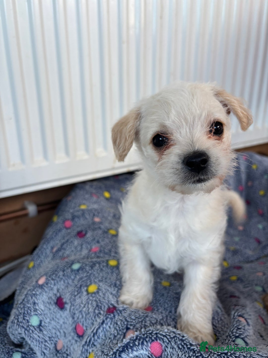 Chipoo dogs for sale: ChiPoo Puppies  - Advert 4