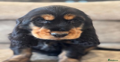 Cocker Spaniel dogs - Advert 12