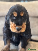 Cocker Spaniel dogs - Advert 5