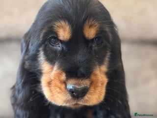 Cocker Spaniel dogs - Advert 16