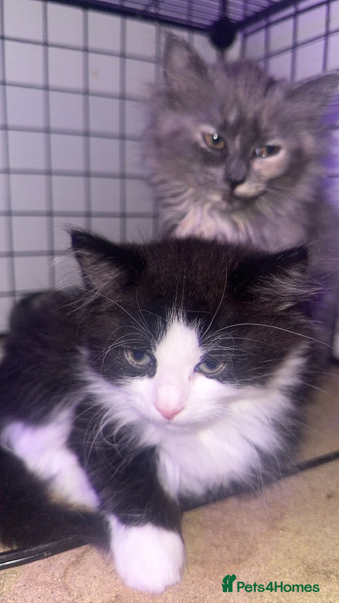 British Longhair cats for sale: British long hair + Turkish angora - Advert 1