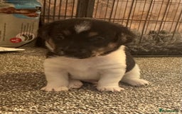 Jack Russell dogs for sale: Stunning Jack Russell puppies  - Image 2