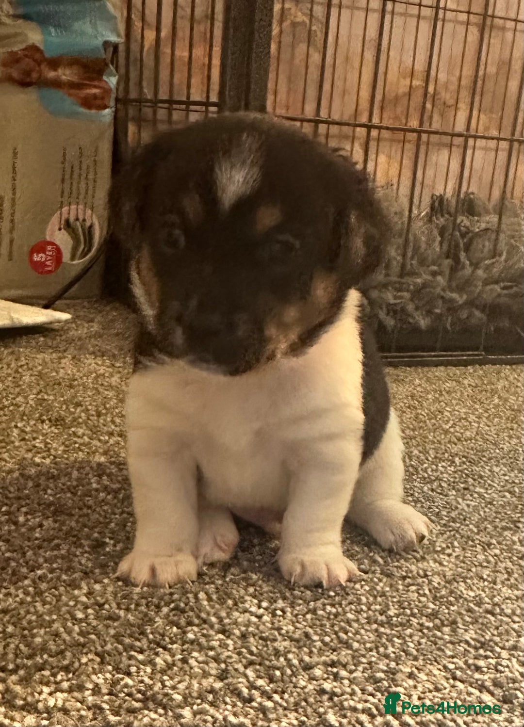Jack Russell dogs for sale: Stunning Jack Russell puppies  - Image 2