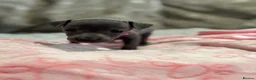 Italian Greyhound dogs for sale: 🏡 KC Italian greyhound puppies for sale 🏡 - Advert 19