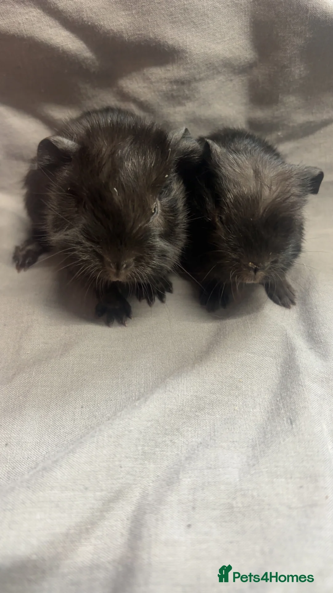 Guinea Pig rodents for sale: Girls ready now  - Advert 17