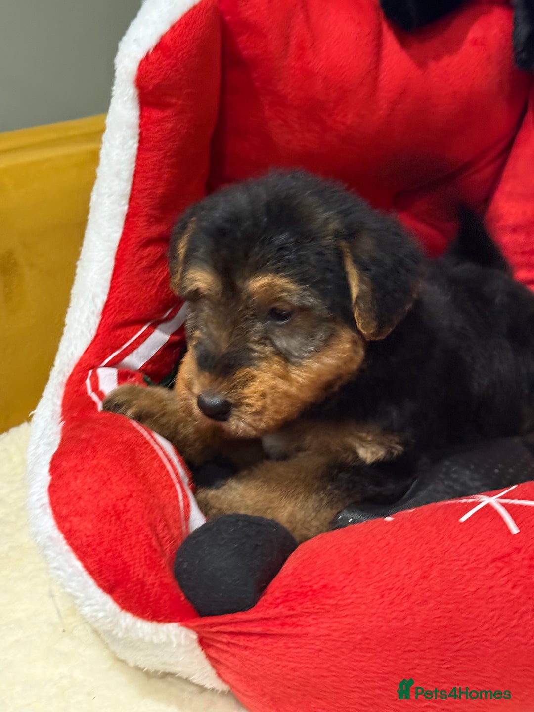 Welsh Terrier dogs for sale: Stunning puppies  - Advert 3