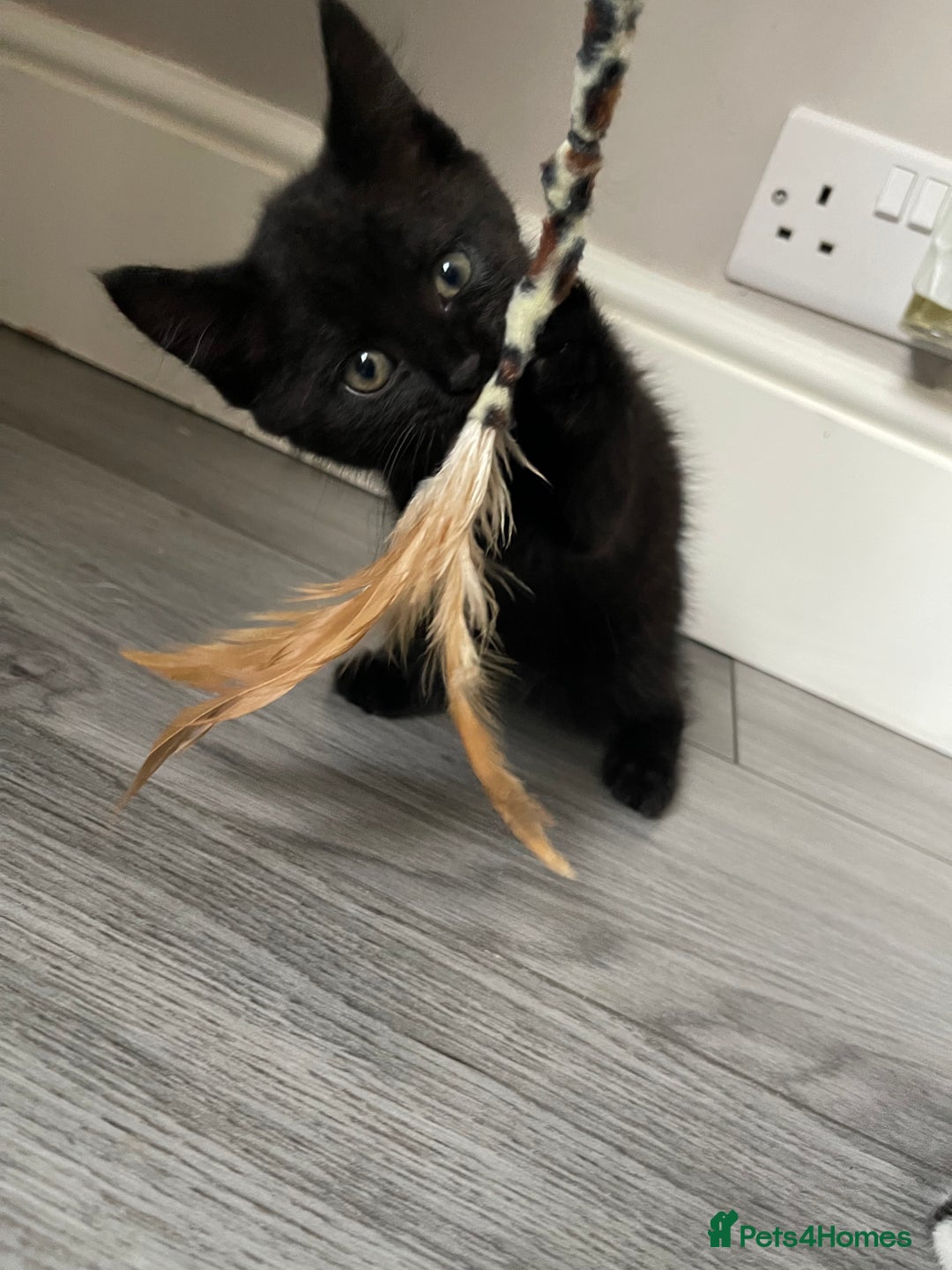 Mixed Breed cats for sale: 5 Kittens for sale  - Image 14