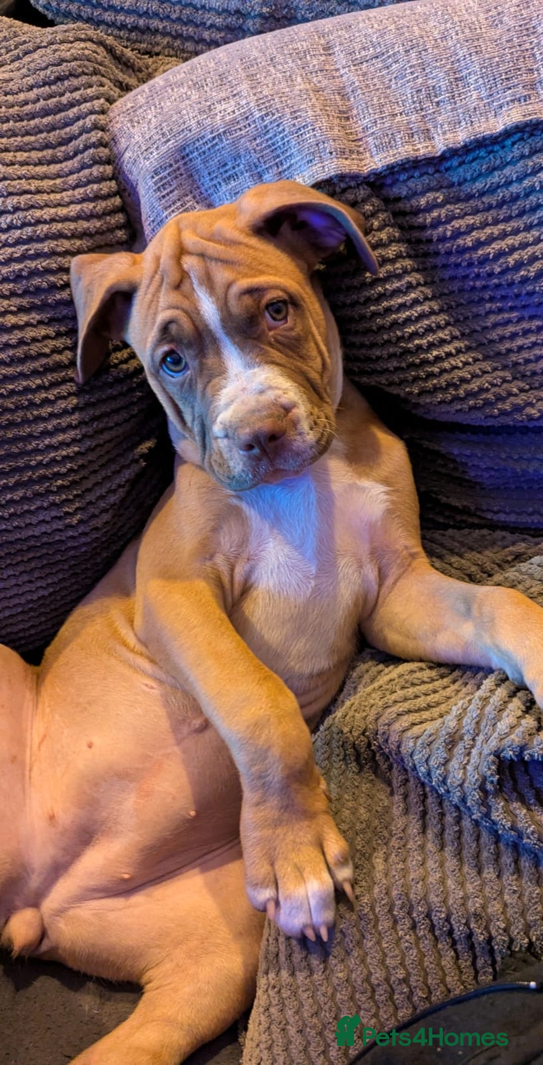 Mixed Breed dogs for sale: Last pup needing new home  - Advert 2