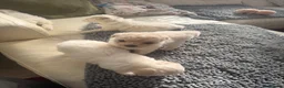 Bichon Frise dogs for sale: Beautiful Bichon Frise Puppies in Luton - Advert 13