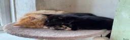 Mixed Breed cats for sale: Mixed breed kittens for sale  in Egham - Advert 9
