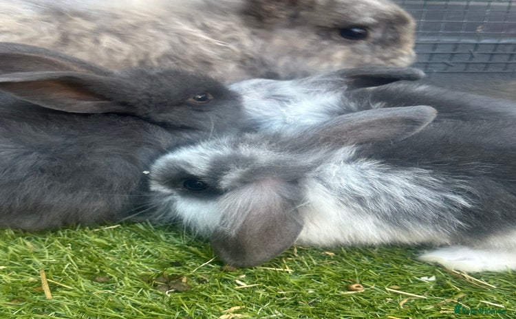 Mini Lion Lop rabbits - Advert 8