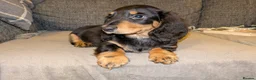 Dachshund dogs for sale: Stunning Long Haired Dachshund Puppies  - Advert 7