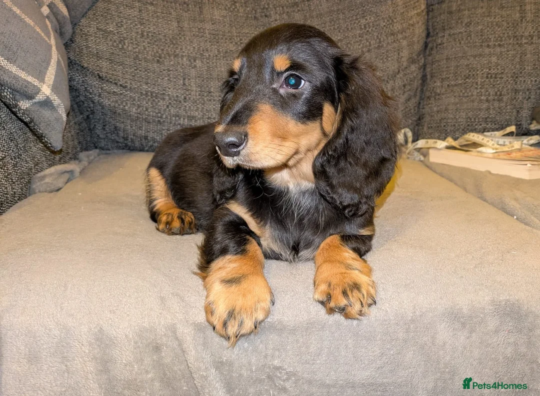 Dachshund dogs for sale: Stunning Long Haired Dachshund Puppies  - Advert 7
