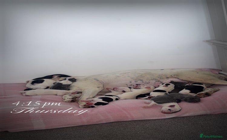 Staffordshire Bull Terrier dogs - Advert 4