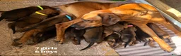 Rhodesian Ridgeback dogs for sale: 👑 Exceptional Rhodesian Ridgebacks Ready May 👑 - Advert 1