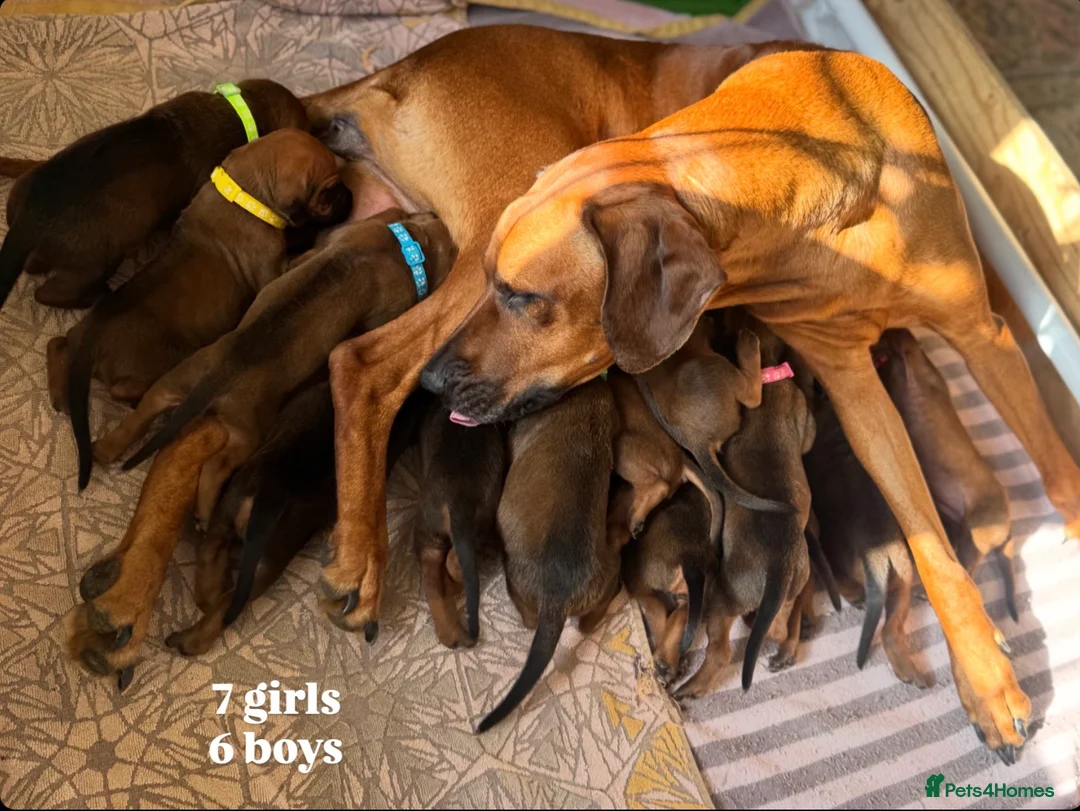 Rhodesian Ridgeback dogs for sale: 👑 Exceptional Rhodesian Ridgebacks Ready May 👑 - Advert 1
