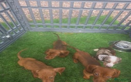 Miniature Dachshund dogs for sale: 4 gorgeous miniature daschunds - Image 13