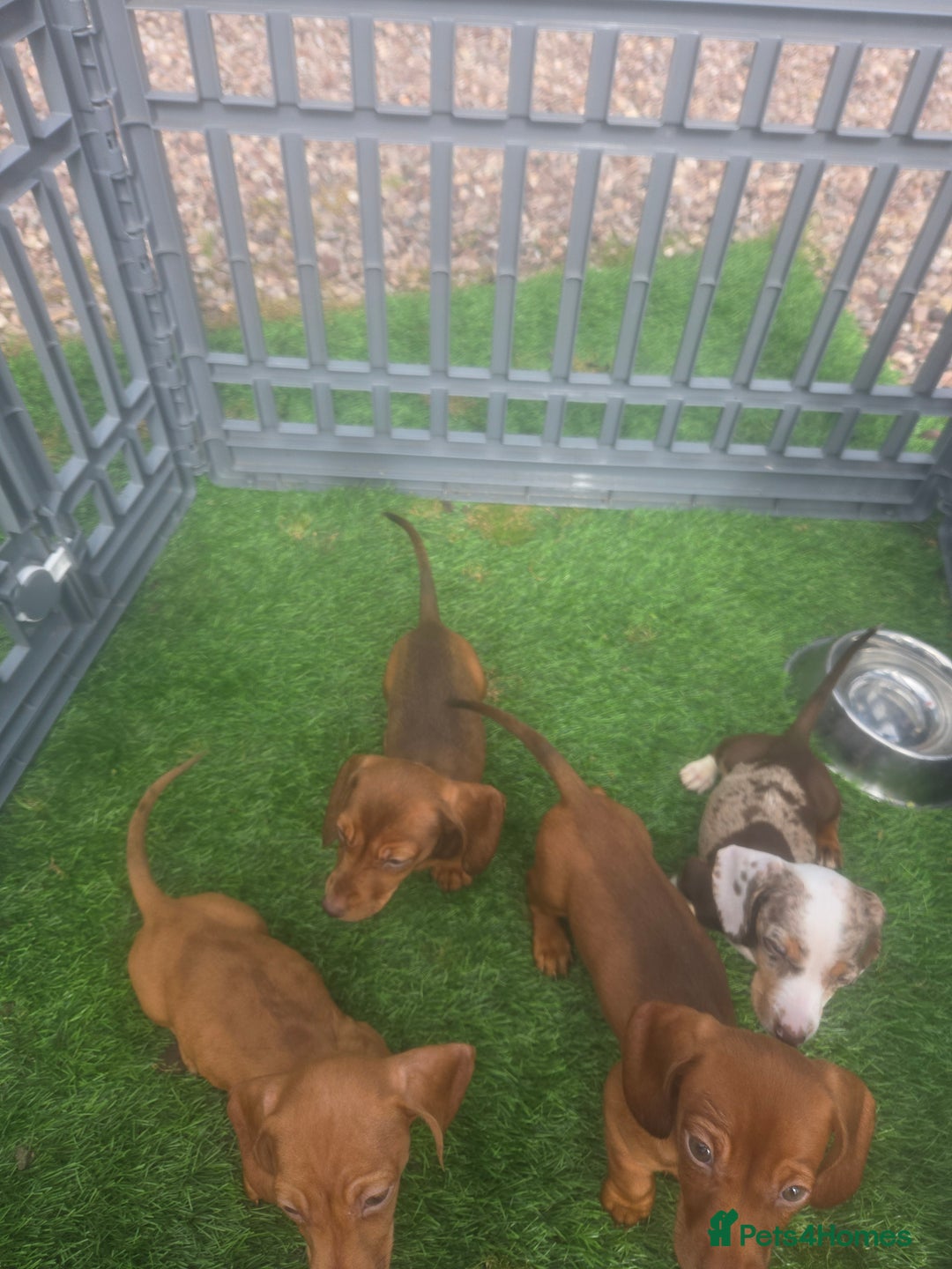 Miniature Dachshund dogs for sale: 4 gorgeous miniature daschunds - Image 13