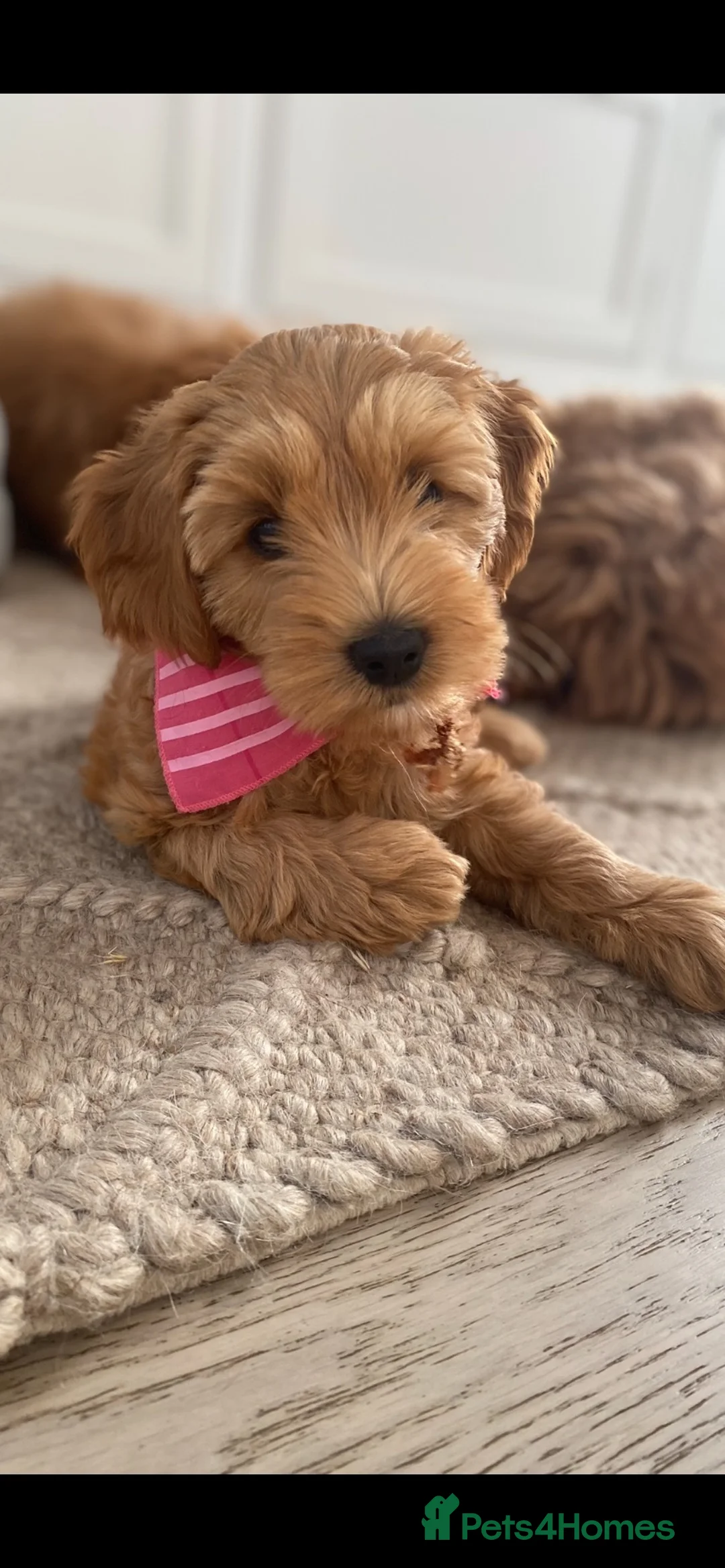 Australian Labradoodle dogs for sale: 1 beautiful girl available  - Advert 4