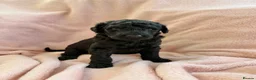 Standard Poodle dogs for sale: EXCEPTIONAL KC STANDARD POODLE LITTER  - Advert 3