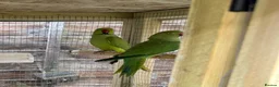 Ringnecks birds for sale: Lovely proven pair of ring necks  in Hitchin - Advert 2