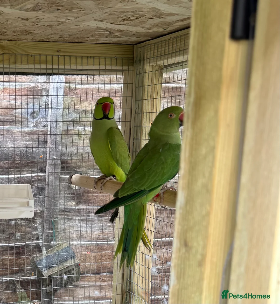 Ringnecks birds for sale: Lovely proven pair of ring necks  in Hitchin - Advert 2