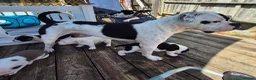Dorset Olde Tyme Bulldogge dogs for sale: Dorset olde tyme bulldogs in Cowes - Advert 10