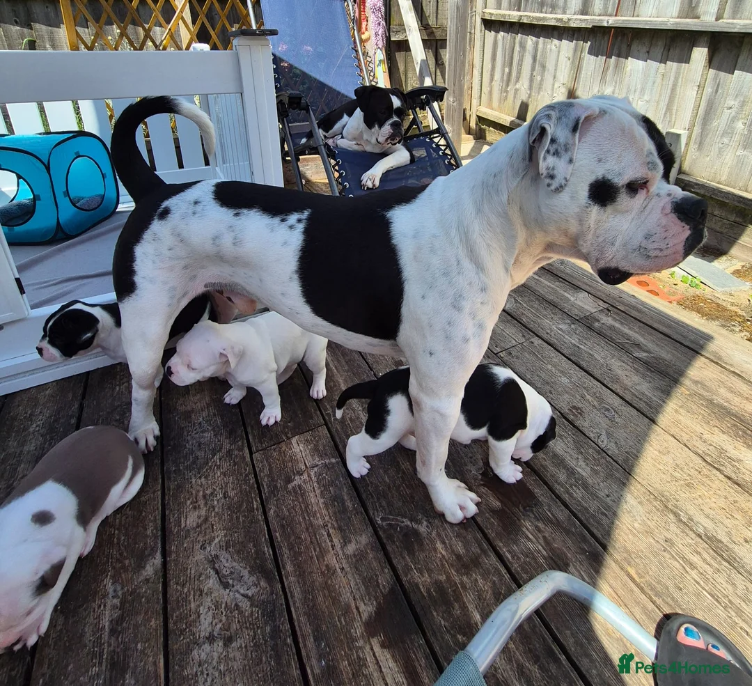 Dorset Olde Tyme Bulldogge dogs for sale: Dorset olde tyme bulldogs in Cowes - Advert 10