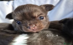 Chihuahua dogs for sale: 4 KC CHIHUAHUA GIRLS  - Image 5