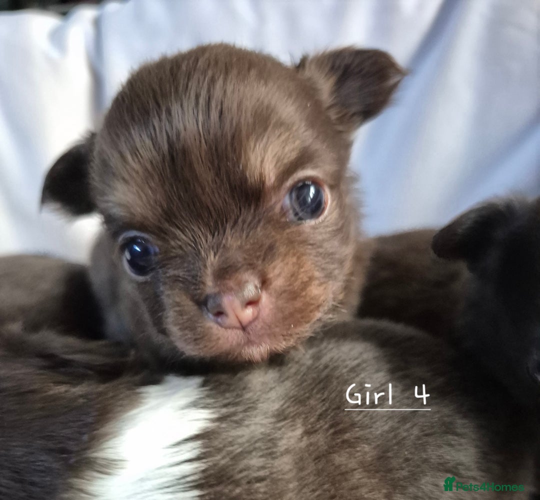 Chihuahua dogs for sale: 4 KC CHIHUAHUA GIRLS  - Image 5