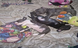 Mixed Breed dogs for sale:  Adorable staffie x frencie pups,Ready Oct31st  - Image 13