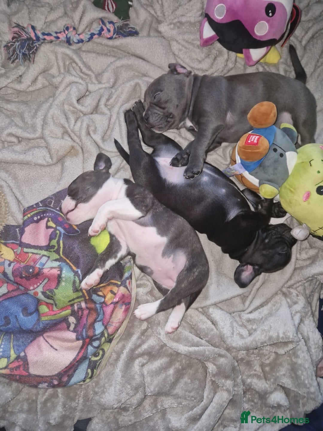 Mixed Breed dogs for sale:  Adorable staffie x frencie pups,Ready Oct31st  - Image 13