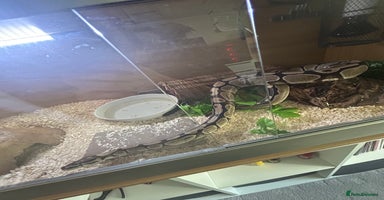 Python Snake reptiles - Advert 3