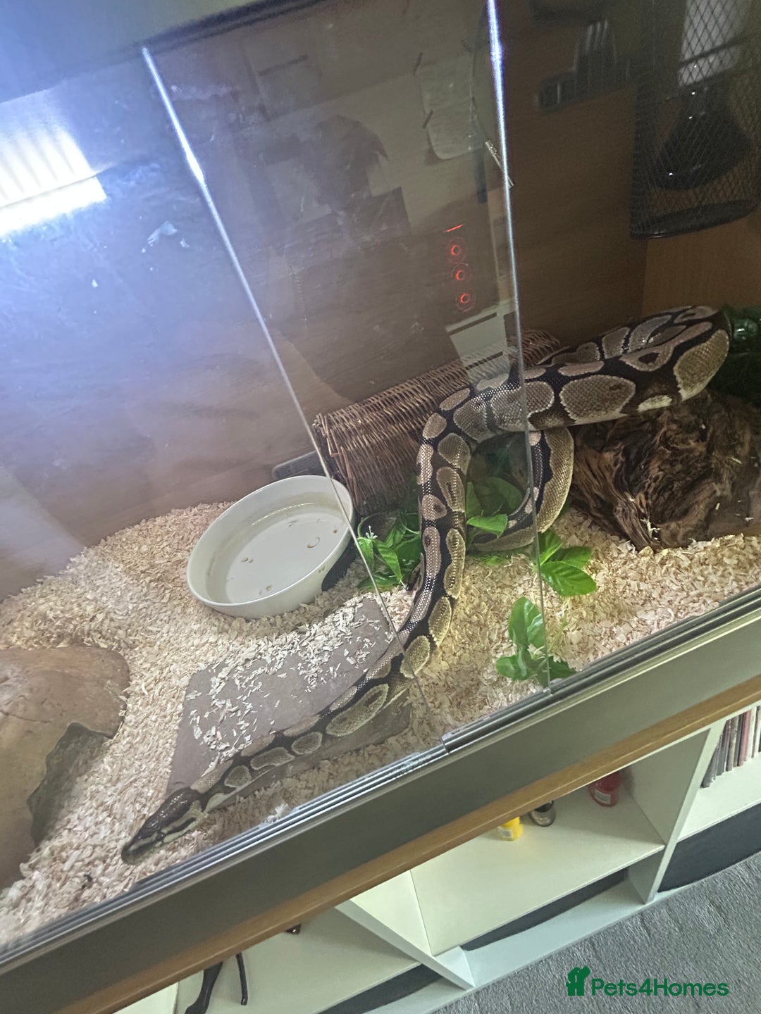 Python Snake reptiles for sale: Lovely healthy royal/ball python - Image 3