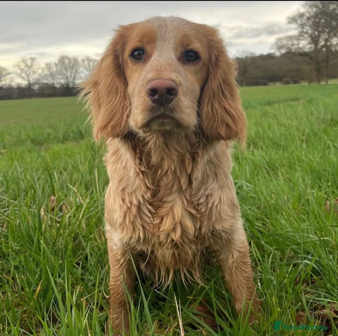 Cocker Spaniel dogs for stud: John- 3rd generation Elishade cocker  - Advert 3