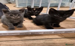 Domestic Shorthair cats for sale: One Black Boy, One tri colour girl.  - Image 3
