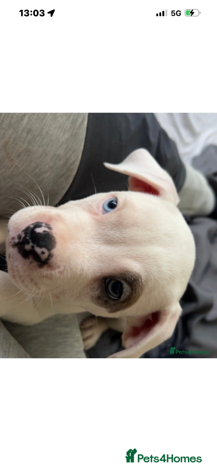 American Bully dogs Male  - Advert 3