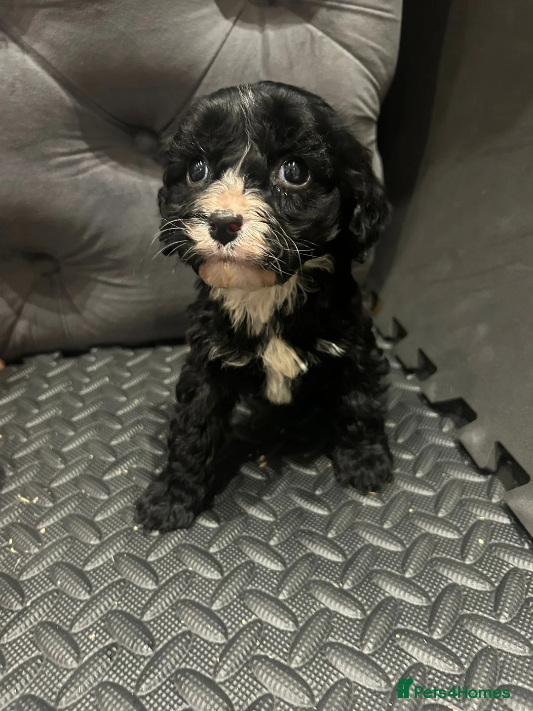 Cavapoo dogs for sale: Beautiful cavapoos  - Advert 28