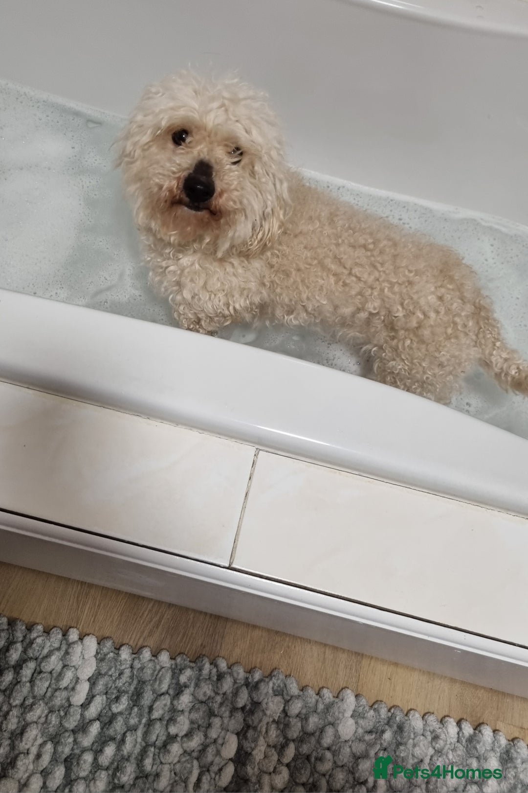 Cockapoo dogs for sale: Bella needs a new home - Advert 3