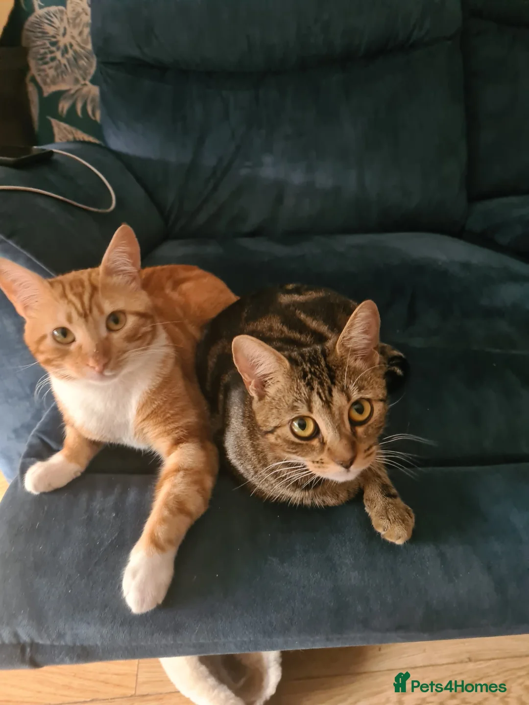 Mixed Breed cats for sale: 2 sweet girls  - Advert 16