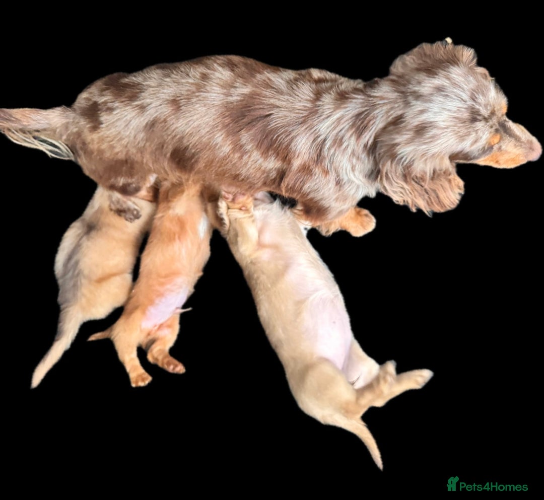 Miniature Dachshund dogs for sale: Beautiful cream long hair miniature dachshunds  - Image 7