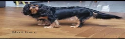 Cavalier King Charles Spaniel dogs for sale: StunningPuppiesChampBloodline–HealthTestedParent - Advert 6