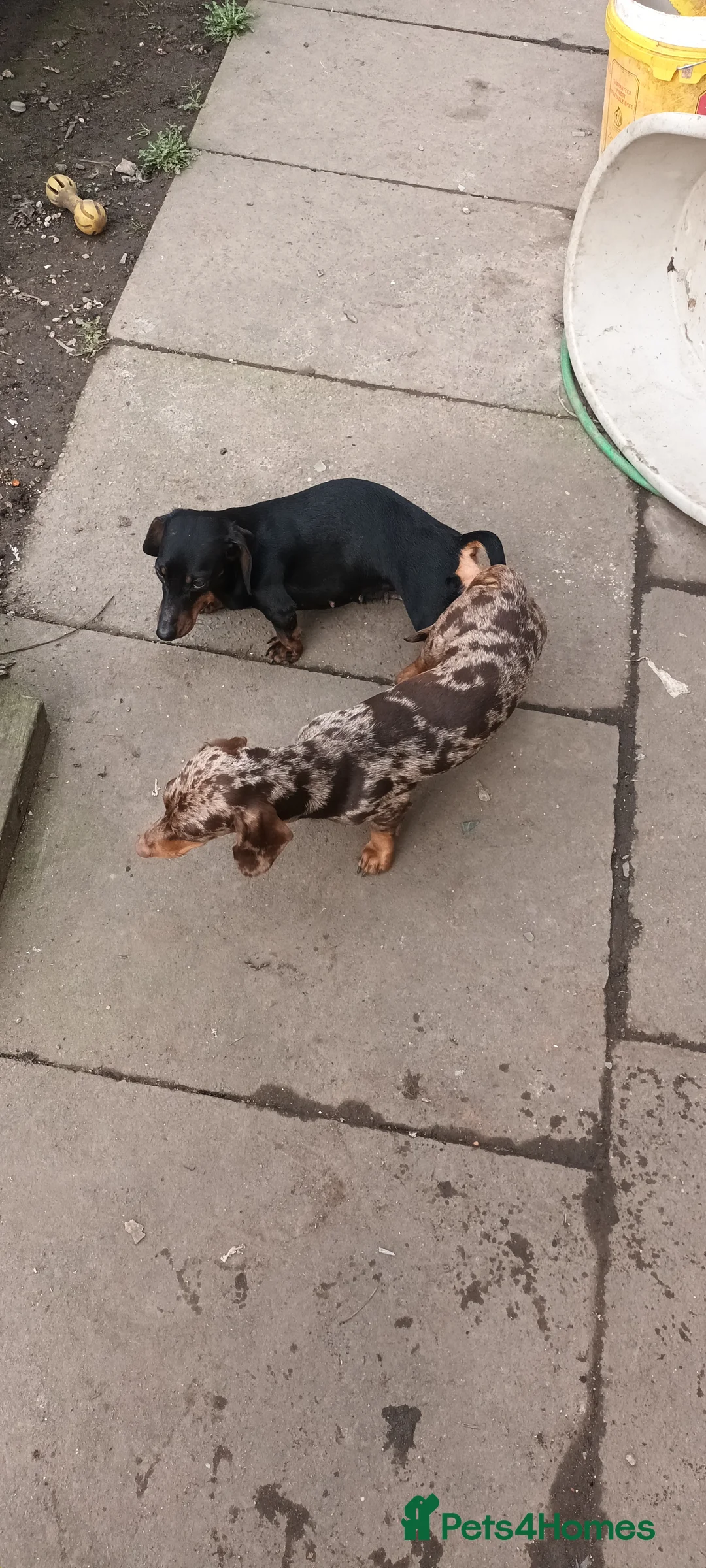 Miniature Dachshund dogs for stud: Chocolate tweed dapple mini daxy VERY EXPERIENCED in Bolton - Advert 5