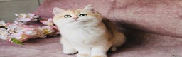 British Shorthair cats for sale: Gorgeous BSH Golden Chinchilla ny12 - Advert 12