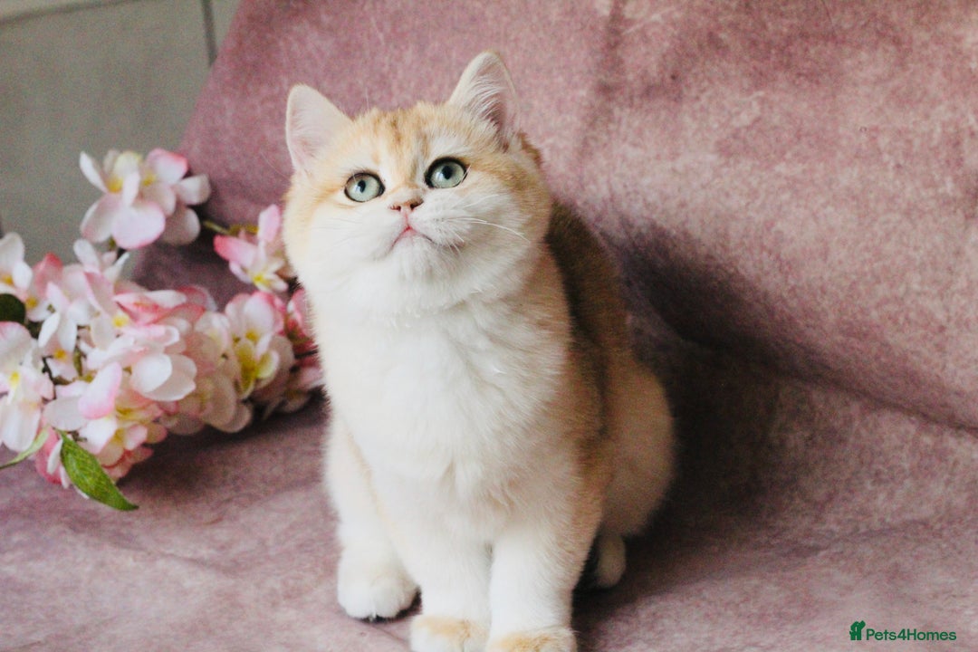 British Shorthair cats for sale: Gorgeous BSH Golden Chinchilla ny12 - Advert 12