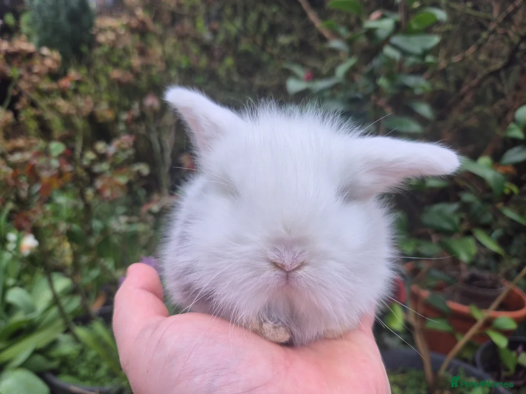 Mini Lop rabbits for sale: 🧡STUNNING TEDDYWIDDER X MINI LOP BABIES 🧡 - Advert 26