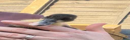 Ducks poultry for sale: 🦆🦆Ducklings for sale 🦆🦆 in Wigston - Advert 4