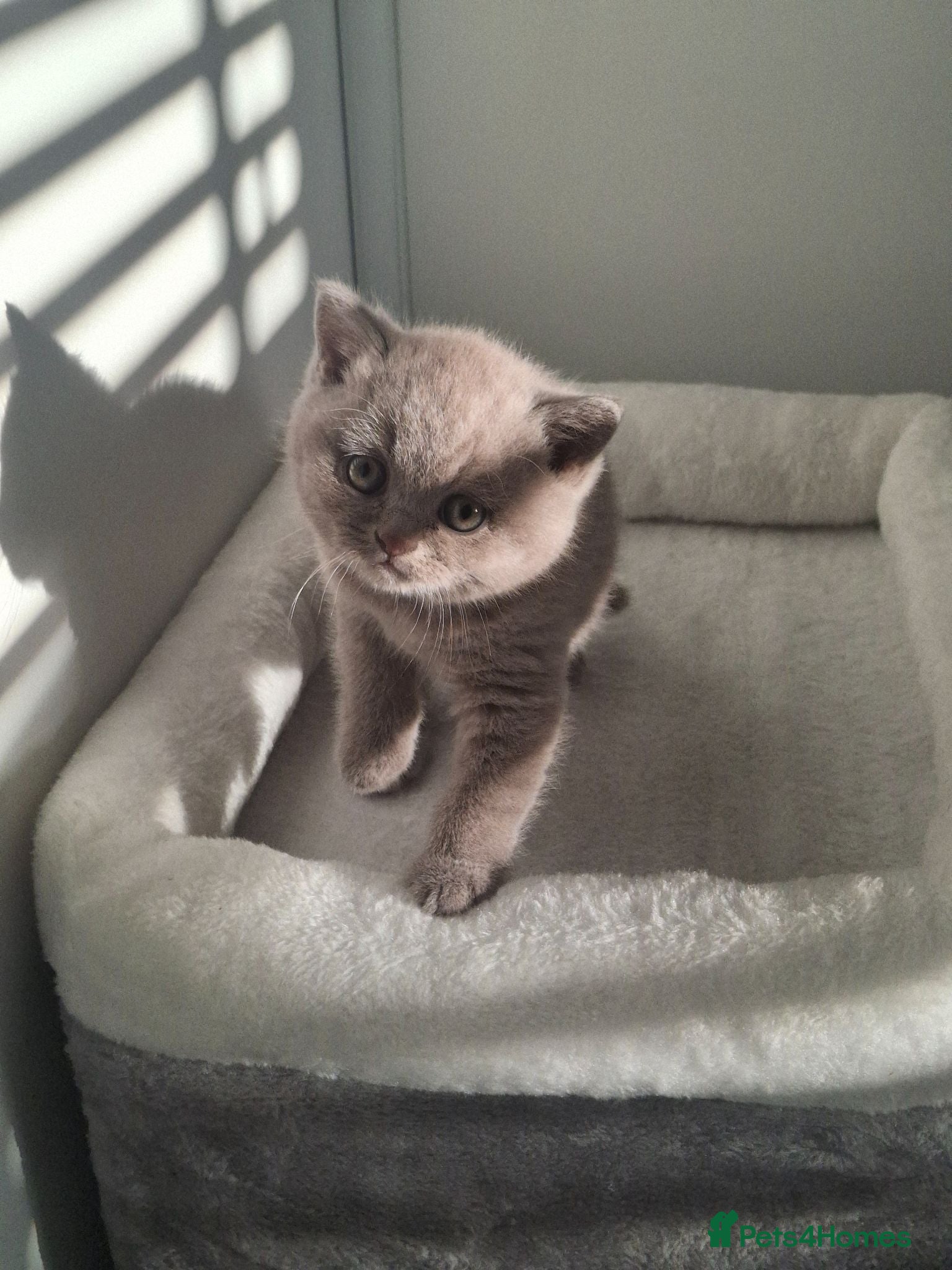 British Shorthair cats 4 BSH LOOKING FOR FOREVER HOMES - Advert 1